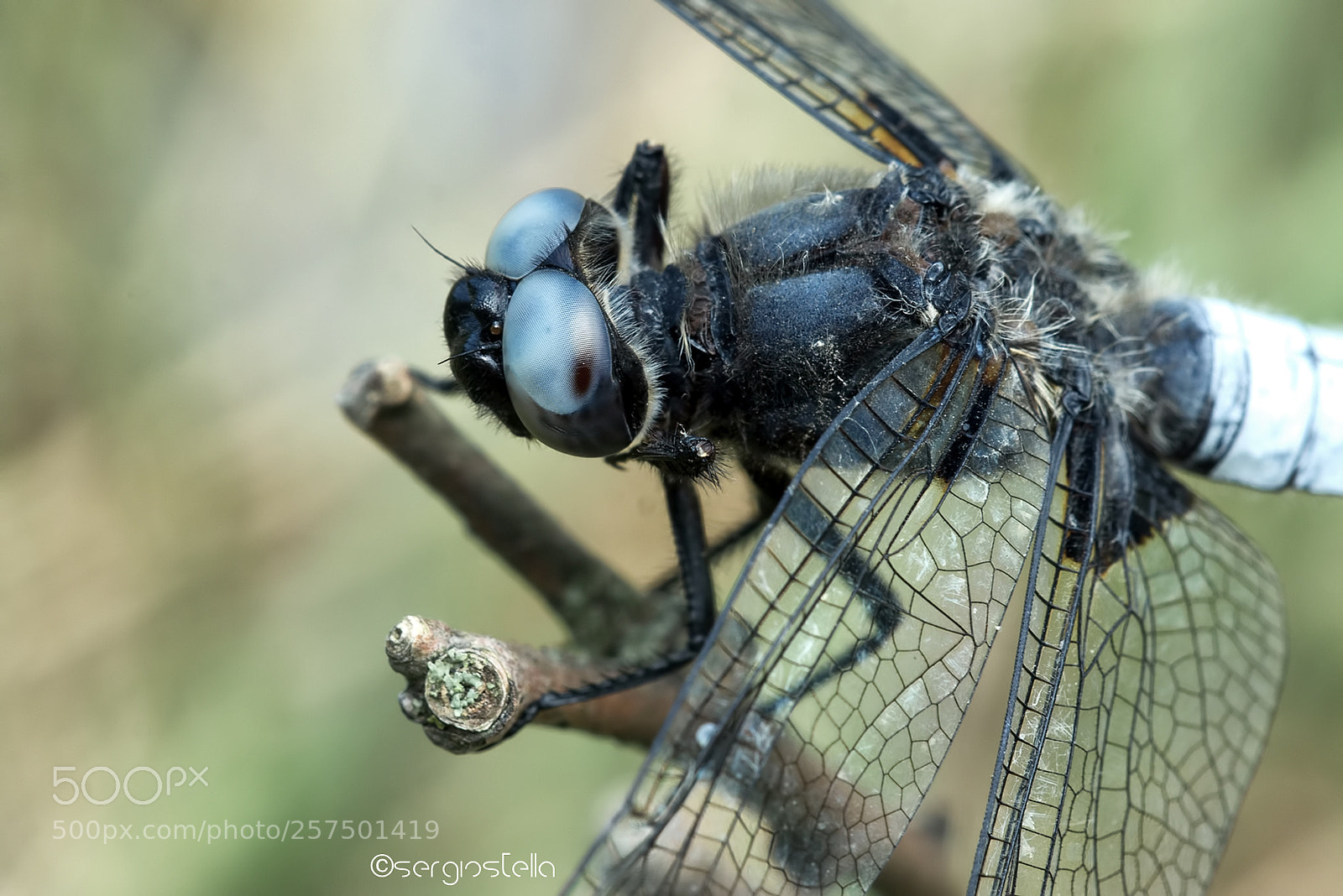 Nikon D610 sample photo. Blue eyes_____fulva! photography