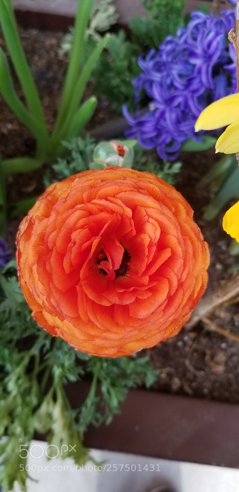 Samsung Galaxy S8 sample photo. Orange.... photography