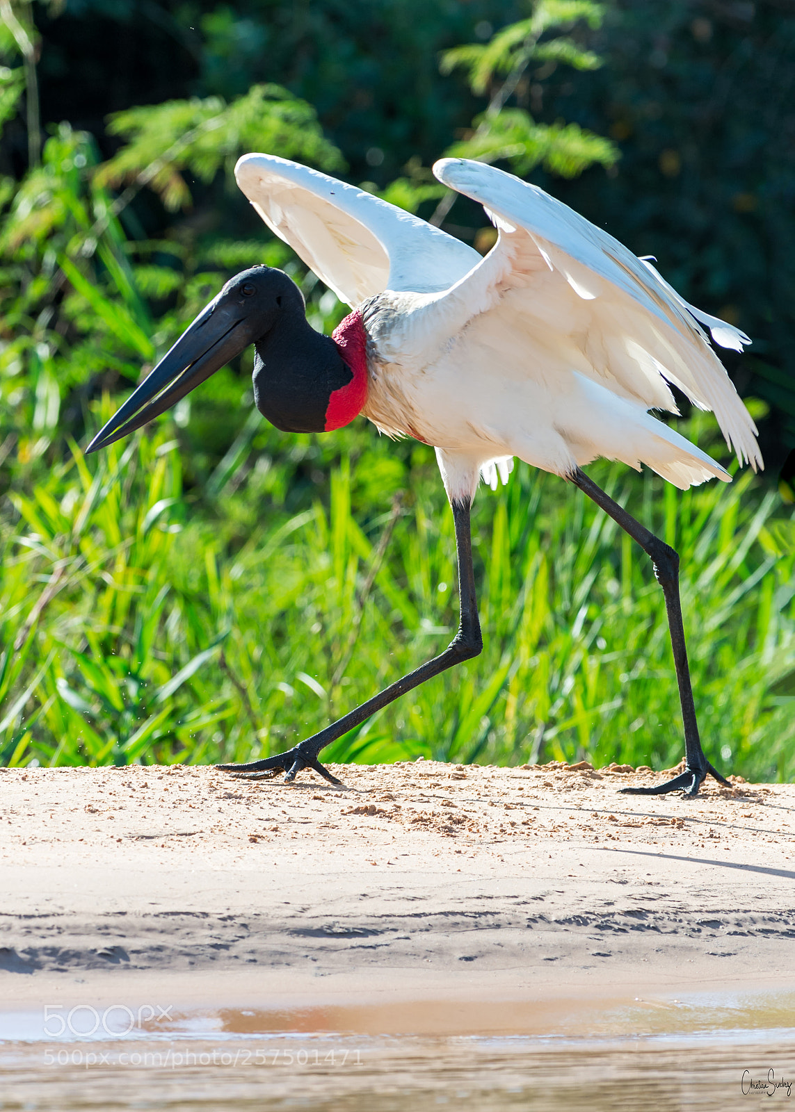 Nikon D4 sample photo. Jabiru  j photography