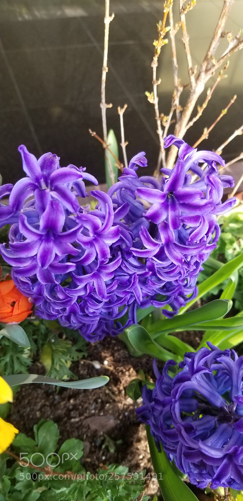 Samsung Galaxy S8 sample photo. Purple.... photography