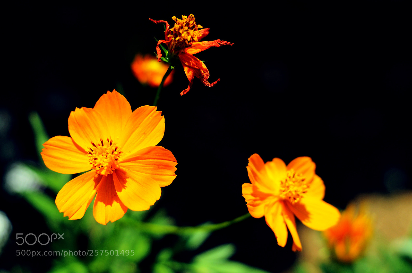 Nikon D300S sample photo. Flowers photography