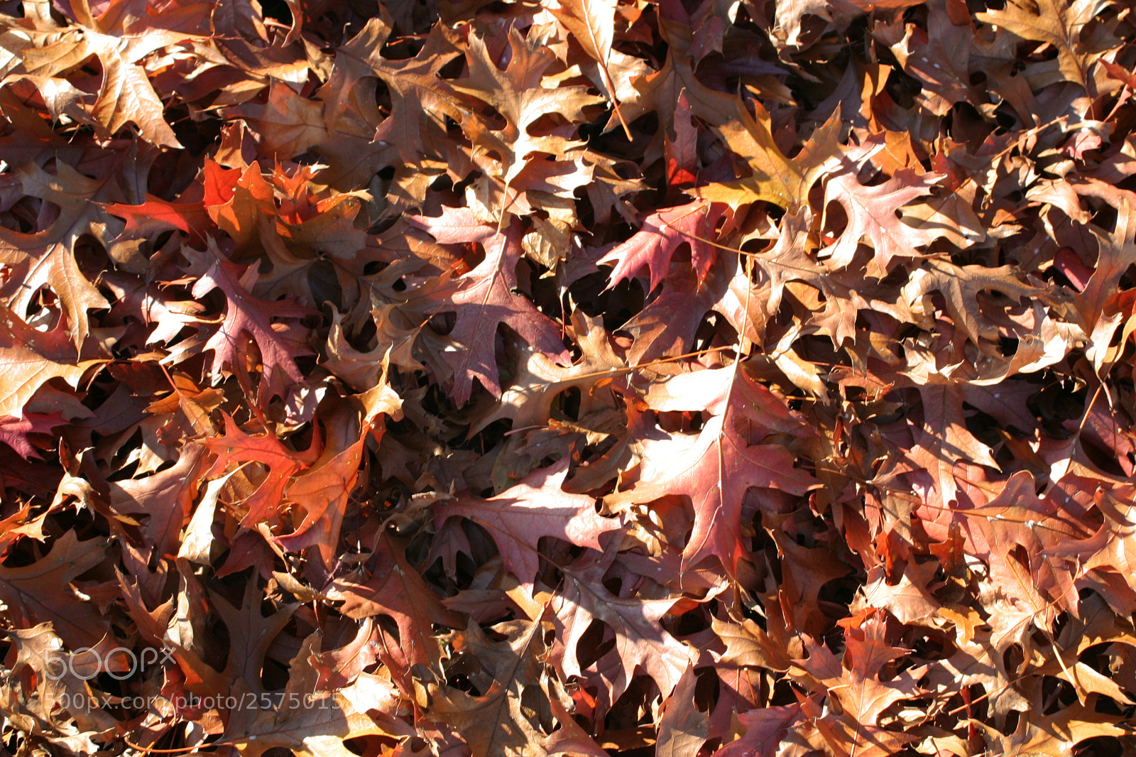 Canon EOS 10D sample photo. Fall leaves photography