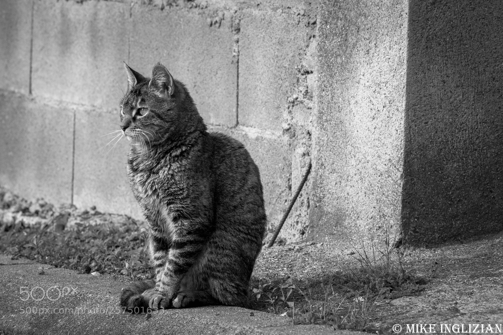 Nikon D5200 sample photo. Chat monochrome photography