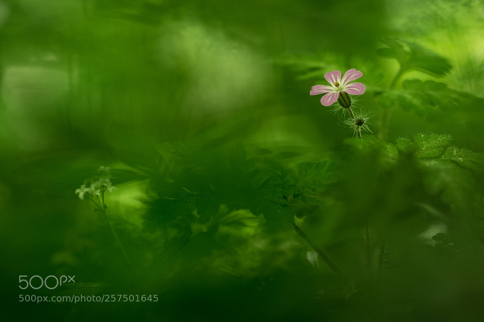 Sony ILCA-77M2 sample photo. Shining in the forest photography