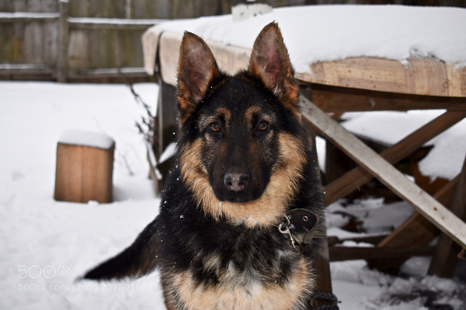 Nikon D3400 sample photo. Мой зверь photography