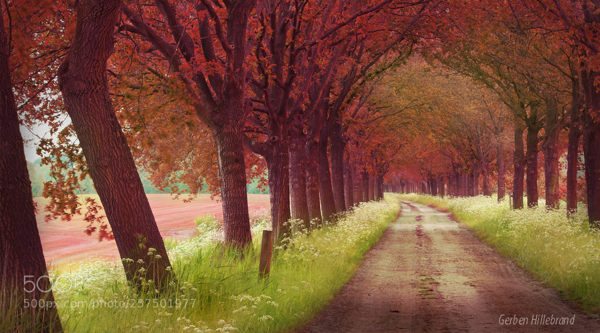 Canon EOS 7D sample photo. Colorful spring photography