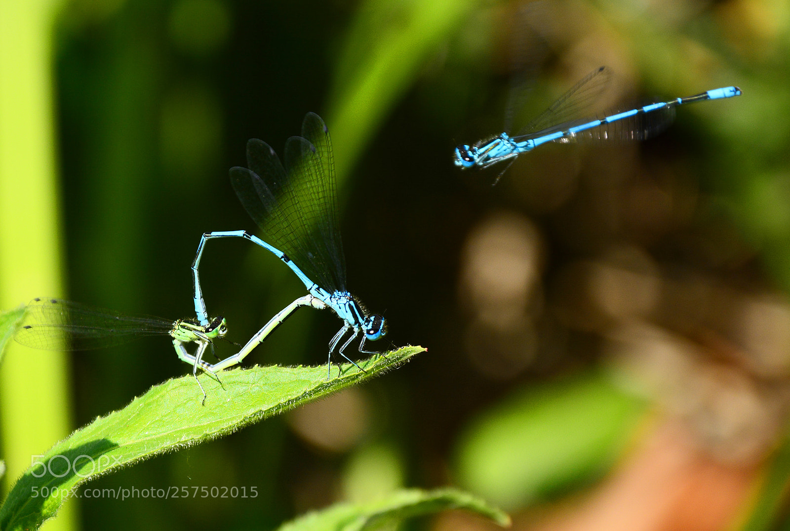 Nikon D7100 sample photo. Dragonfly photography