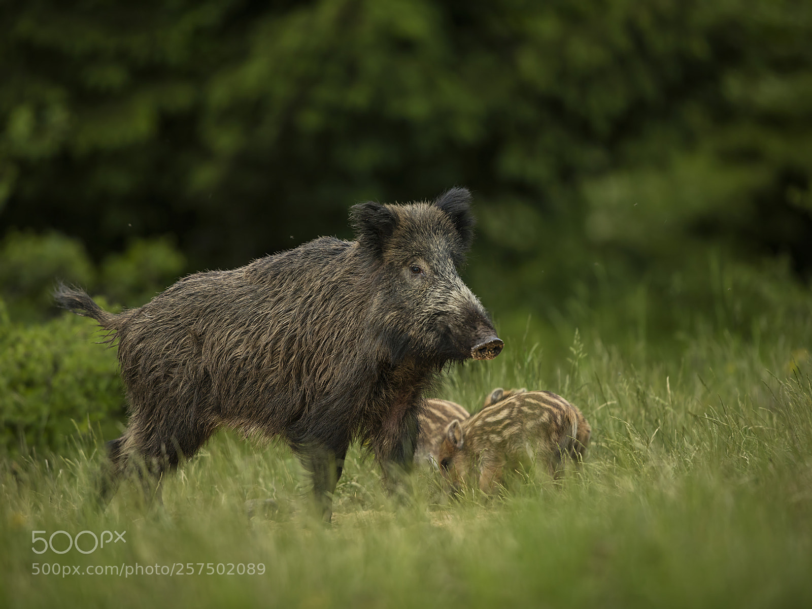 Canon EOS 5DS R sample photo. Mother boar photography