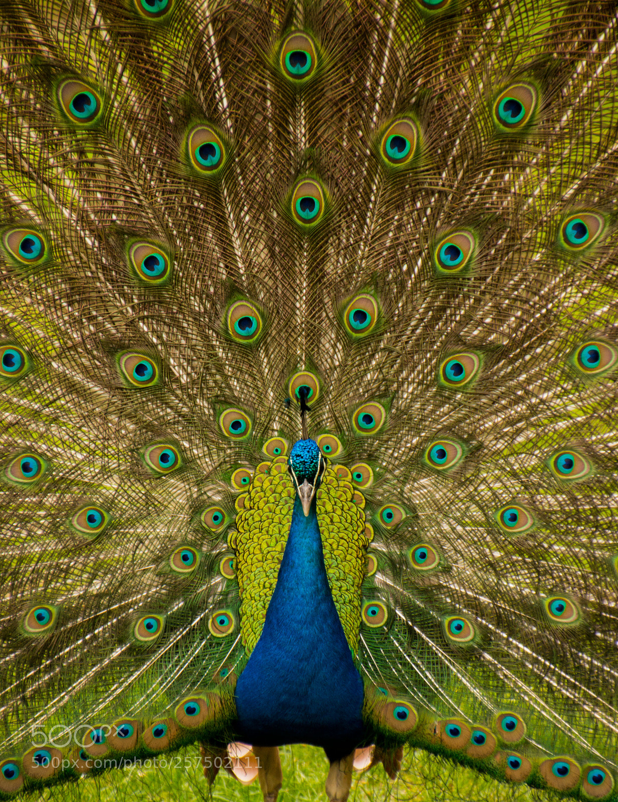 Canon EOS 70D sample photo. Beautiful feather decoration photography