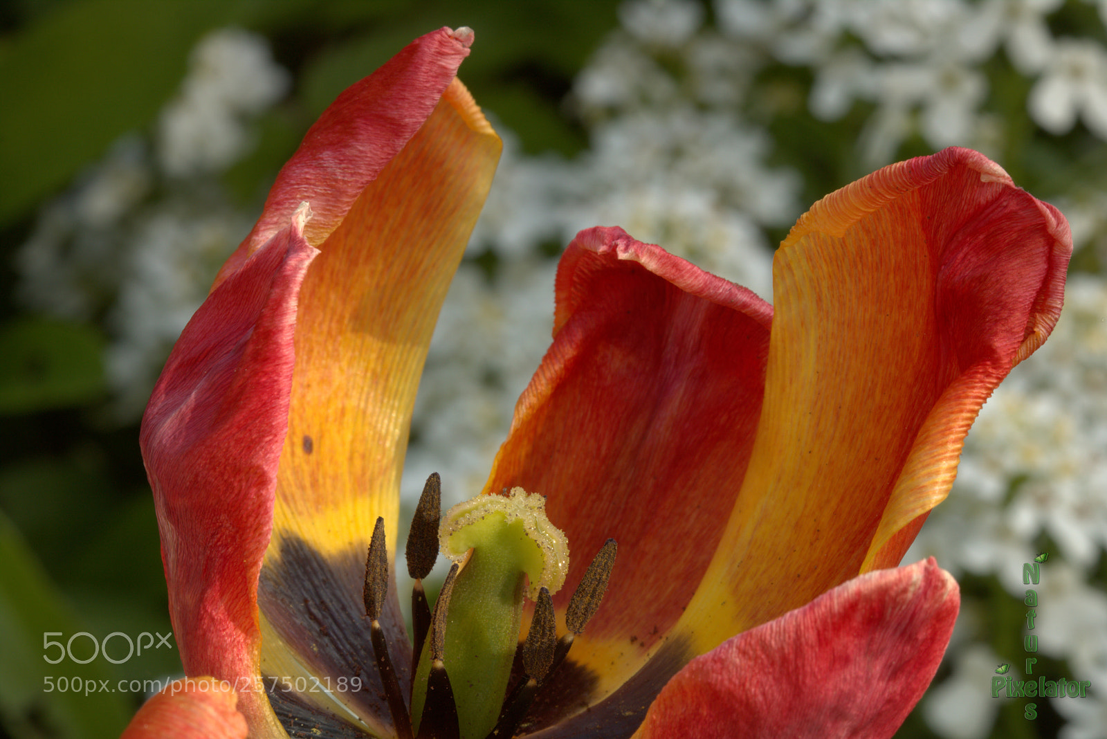Canon EOS 750D (EOS Rebel T6i / EOS Kiss X8i) sample photo. As the flame fades photography