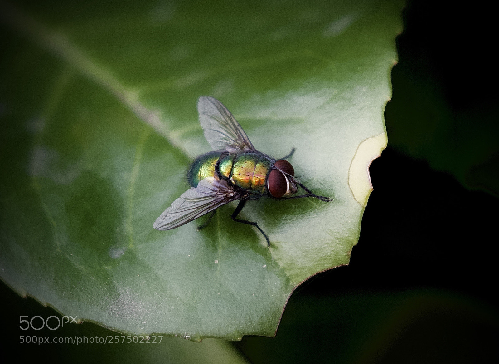 Canon EOS 7D Mark II sample photo. Fly photography