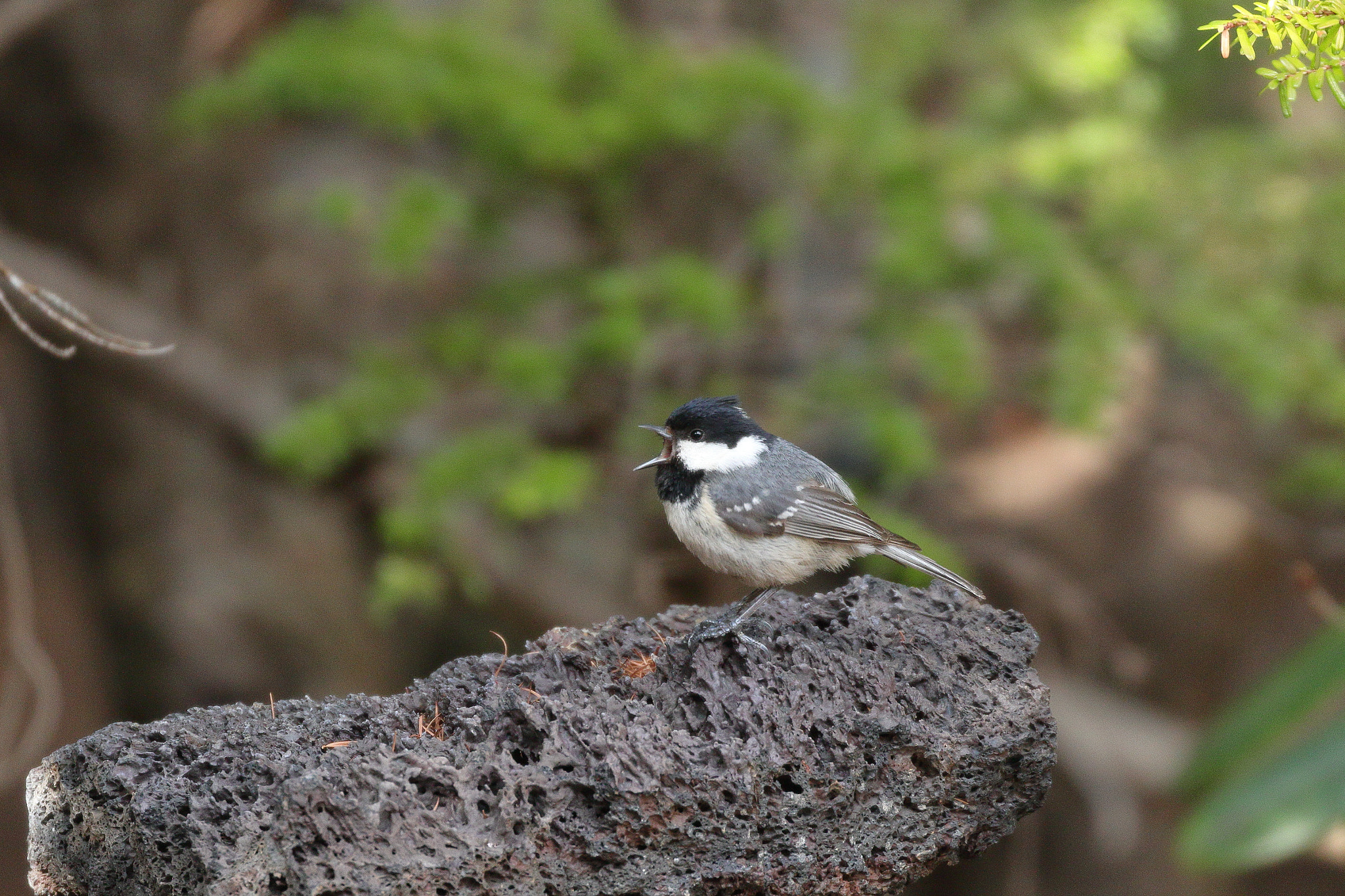 Canon EOS 7D Mark II sample photo. ヒガラ 7i2a0374 photography