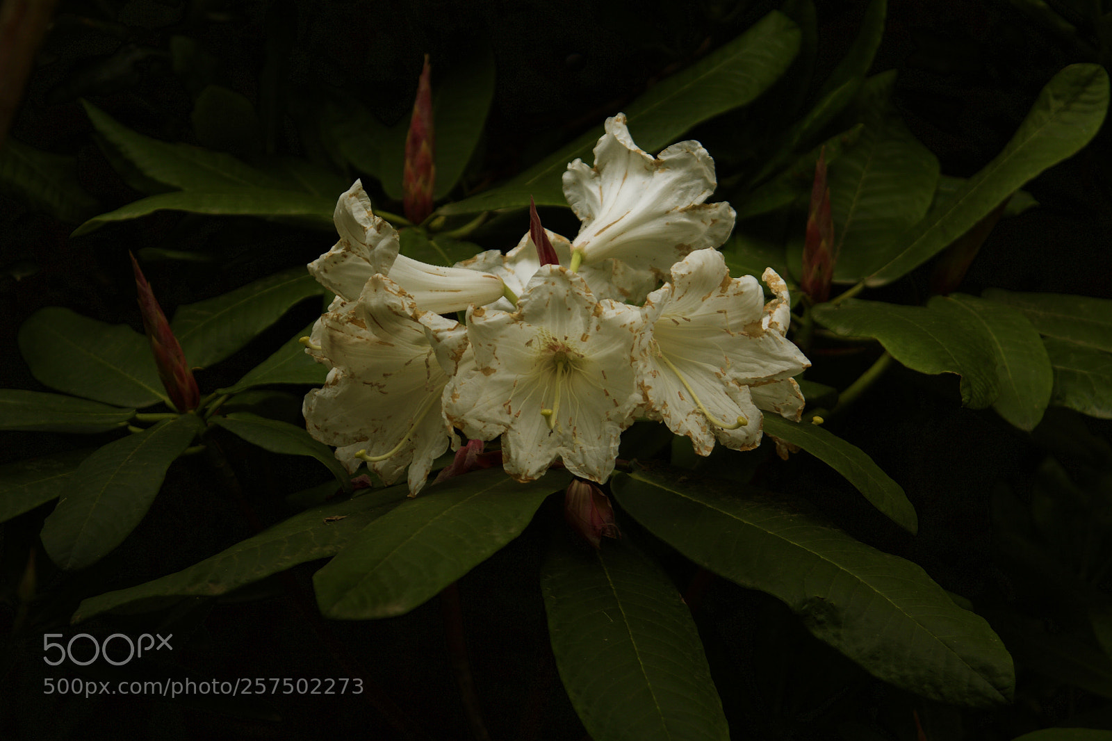 Canon EOS 60D sample photo. White lilys photography