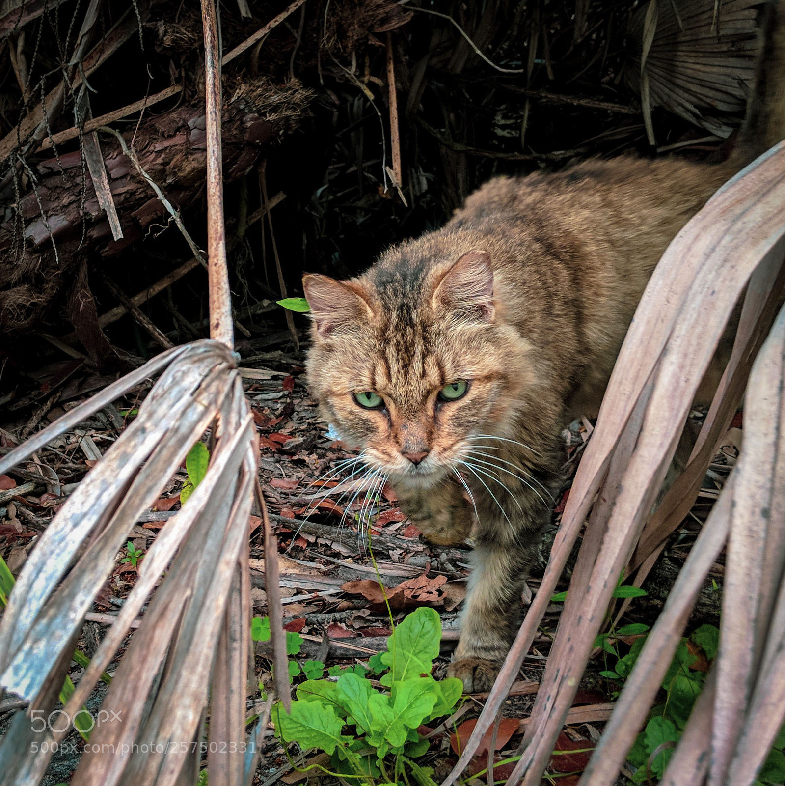 Google Pixel 2 sample photo. Prowl photography