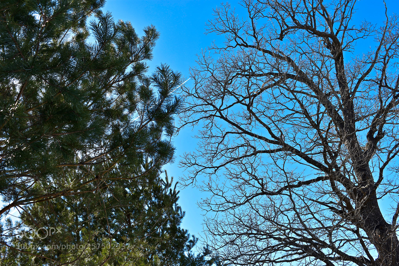 Nikon D3400 sample photo. Жизнь и Смерть photography