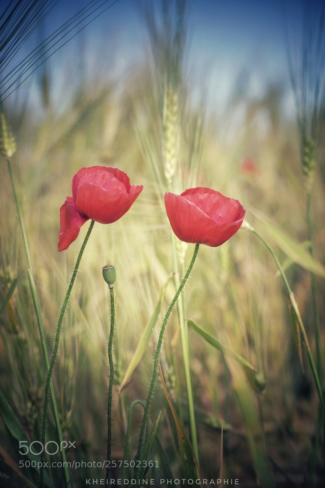 Nikon D3300 sample photo. Coquelicot photography