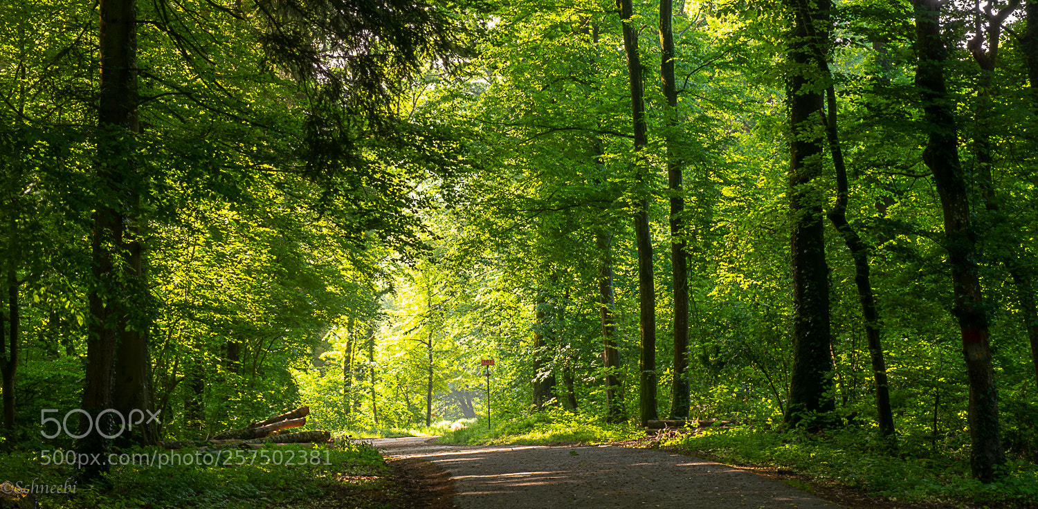 Nikon D810 sample photo. Sonne im wald photography