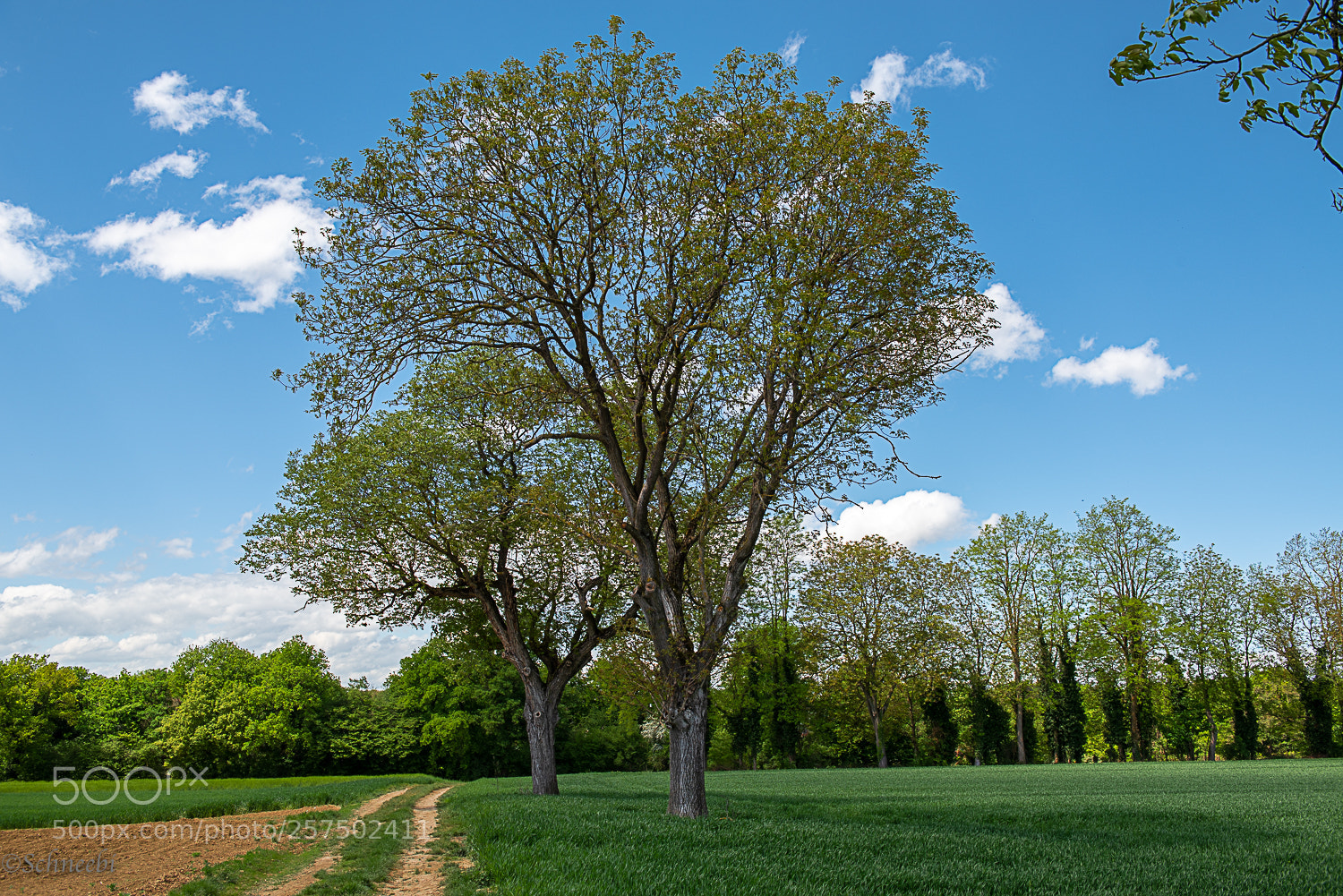 Nikon D810 sample photo. Nussbaum photography