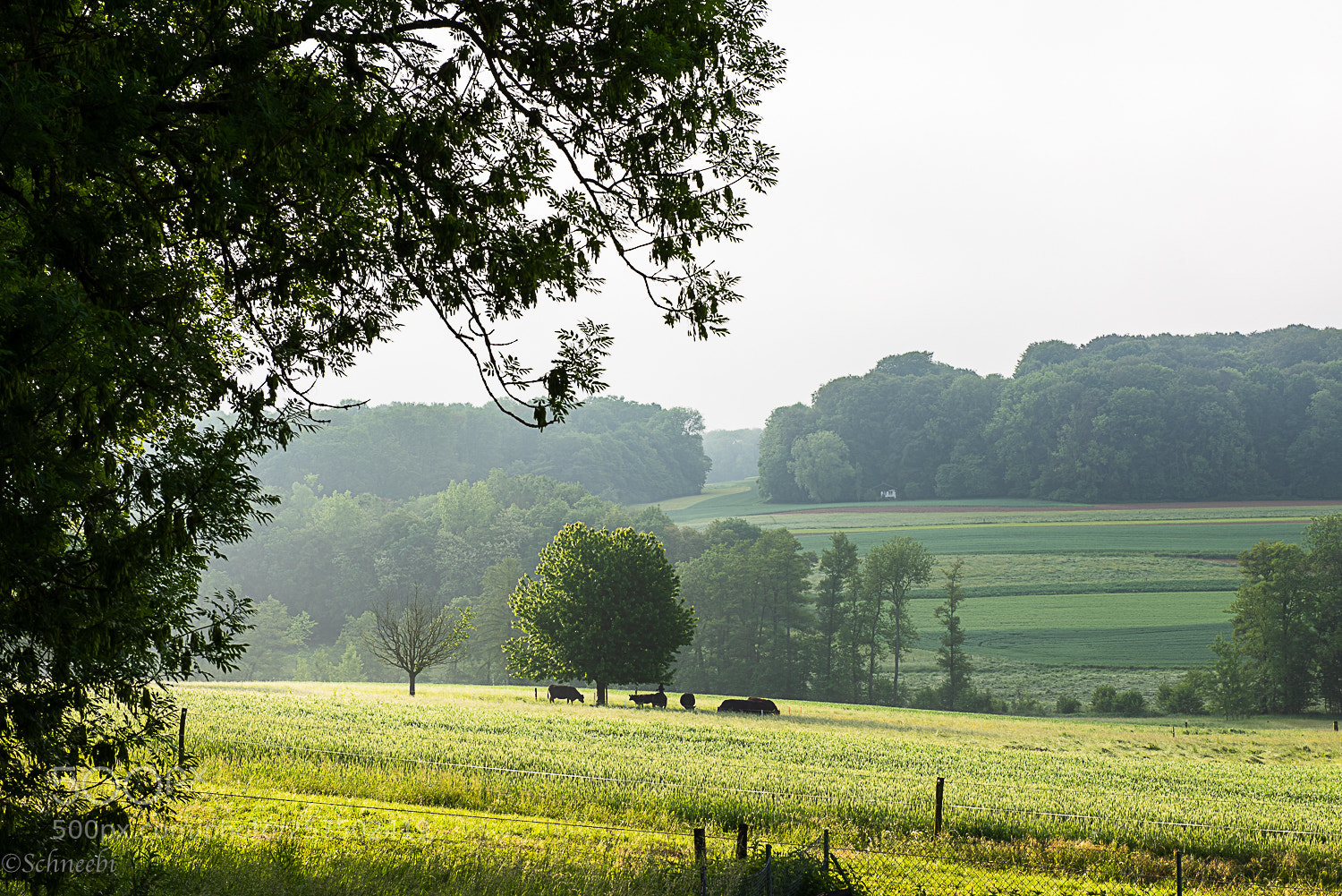 Nikon D810 sample photo. Morgennebel photography