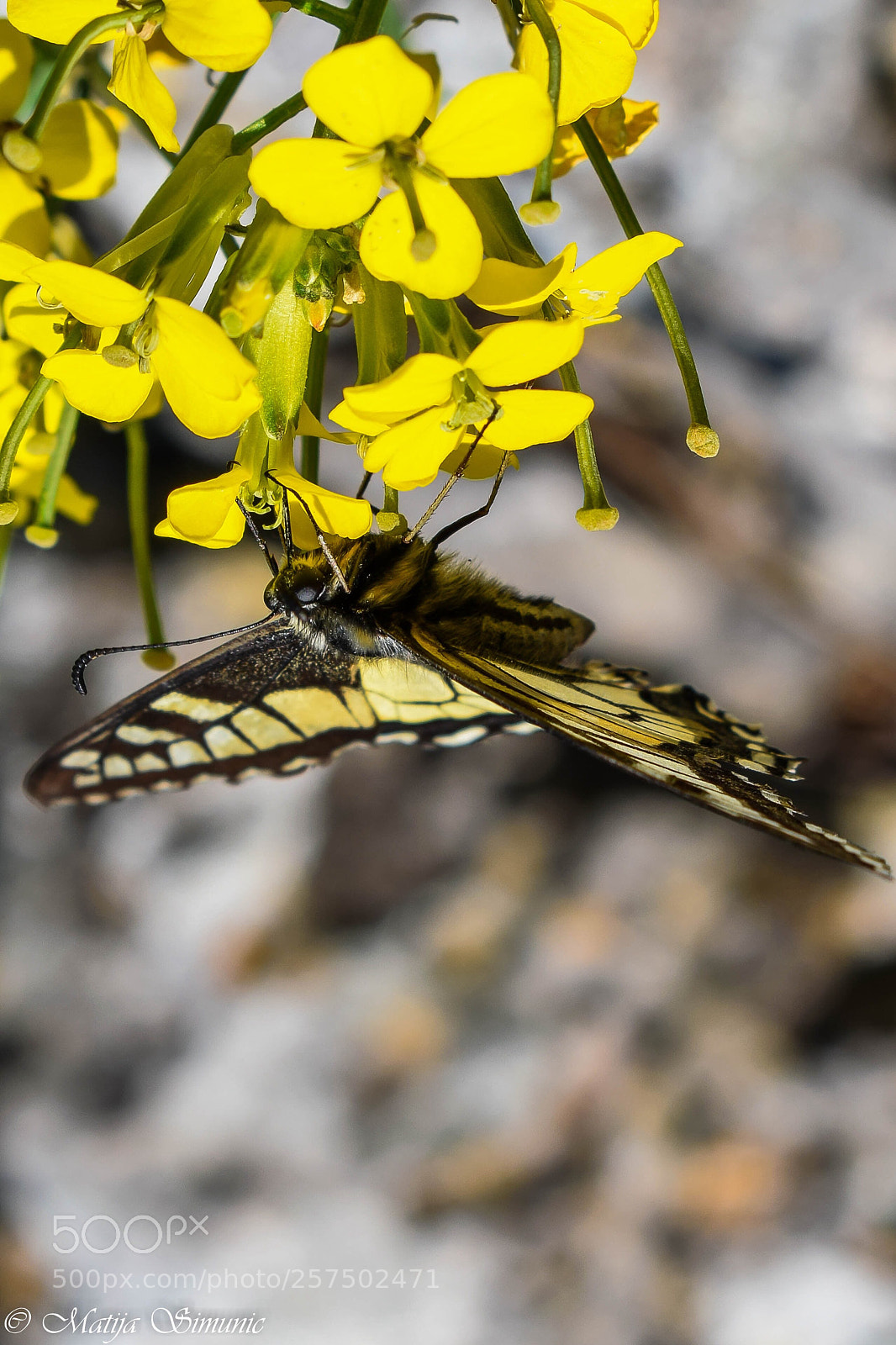 Nikon D5300 sample photo. Feding time photography