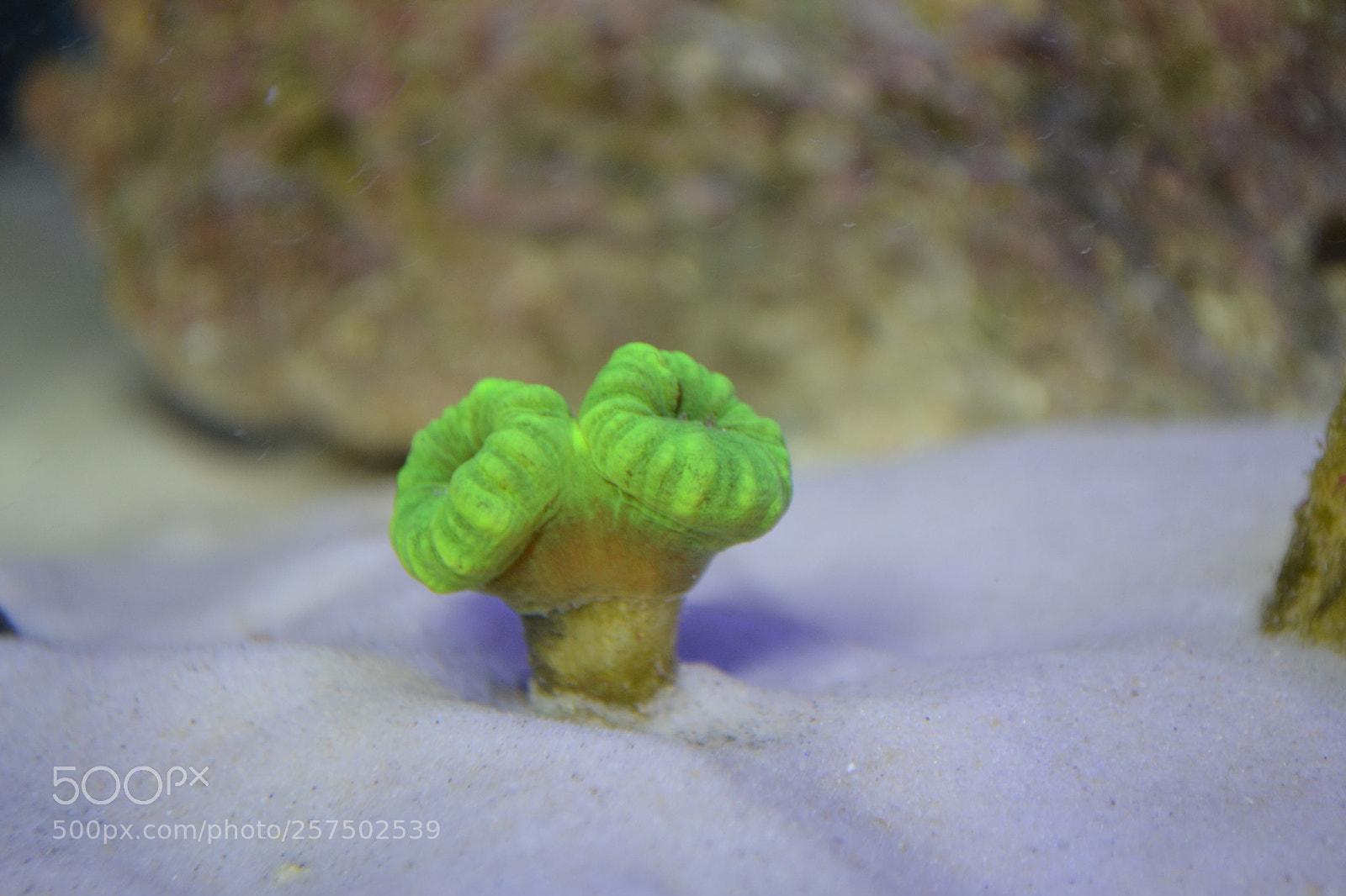 Nikon D3100 sample photo. Trumpet corals photography