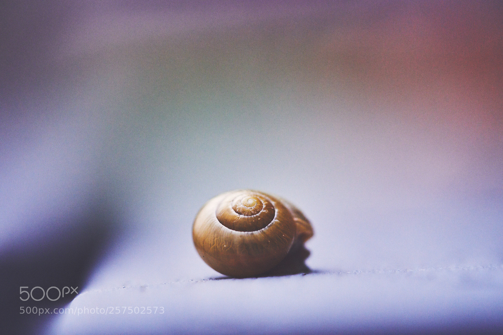 Sony a7R III sample photo. Day one hundred thirty photography