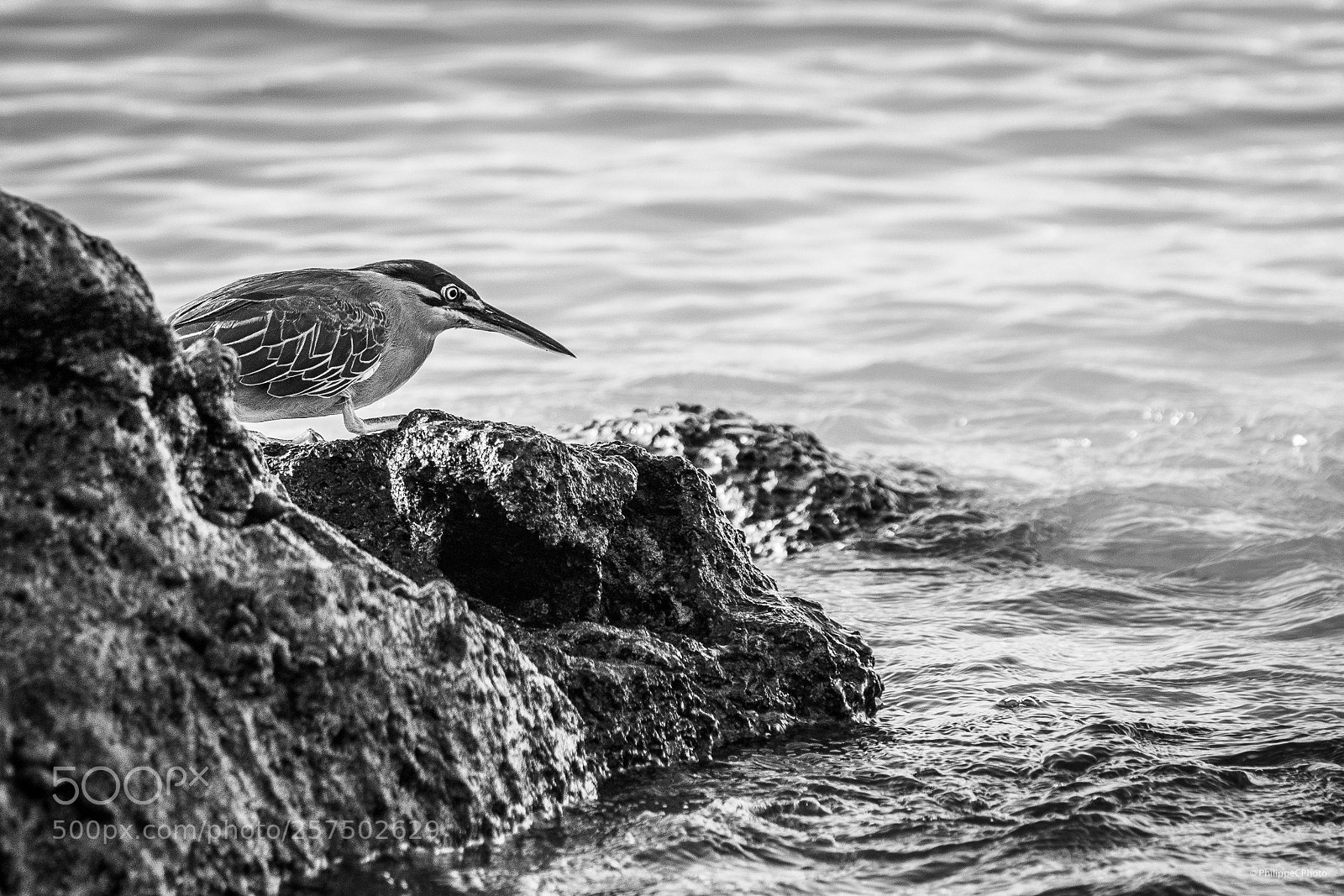 Canon EOS 6D Mark II sample photo. Bird in mauritius island photography