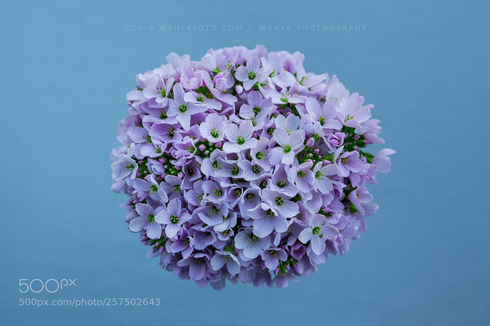 Canon EOS 5D Mark II sample photo. Untitled photography