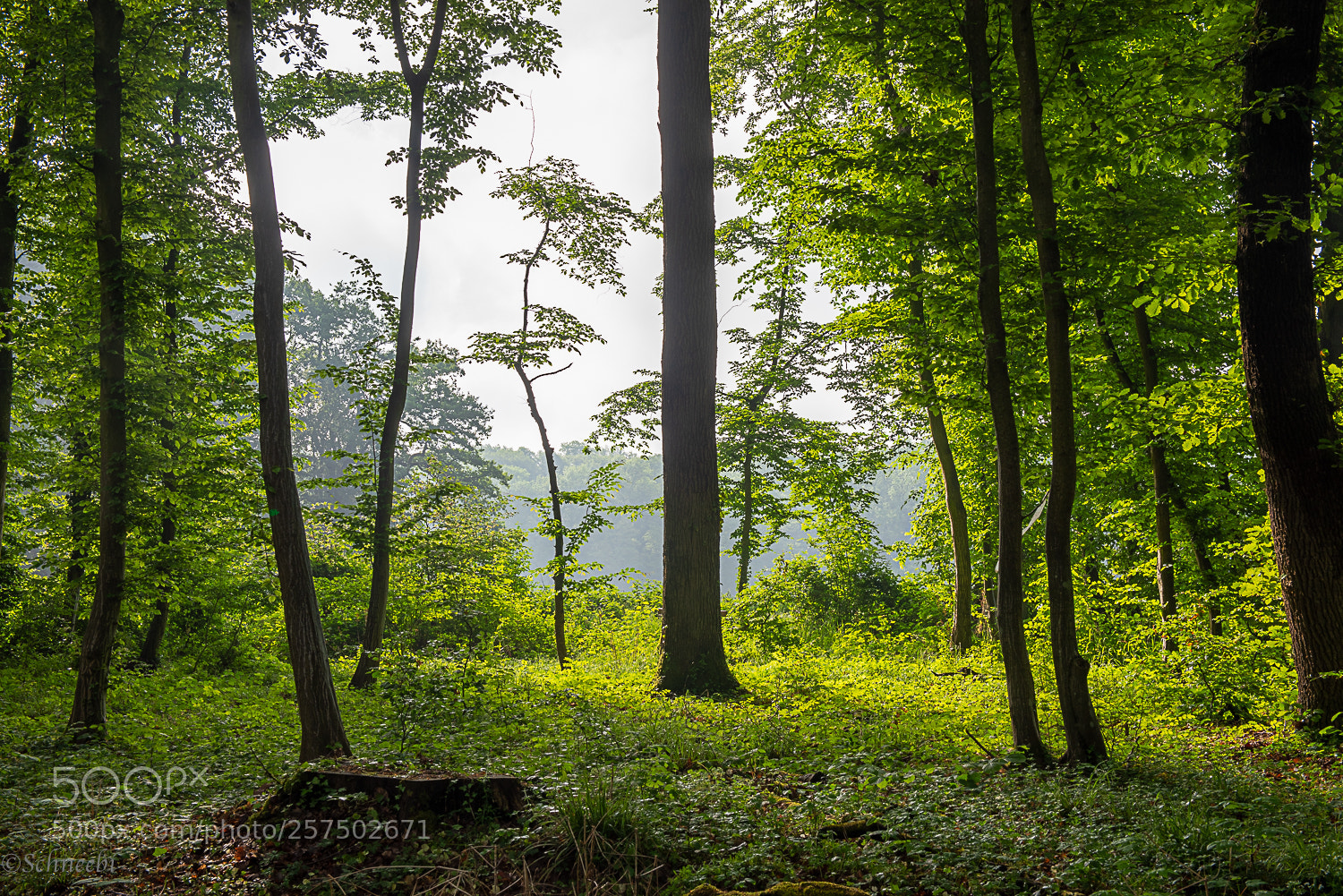 Nikon D810 sample photo. Sonne im wald photography