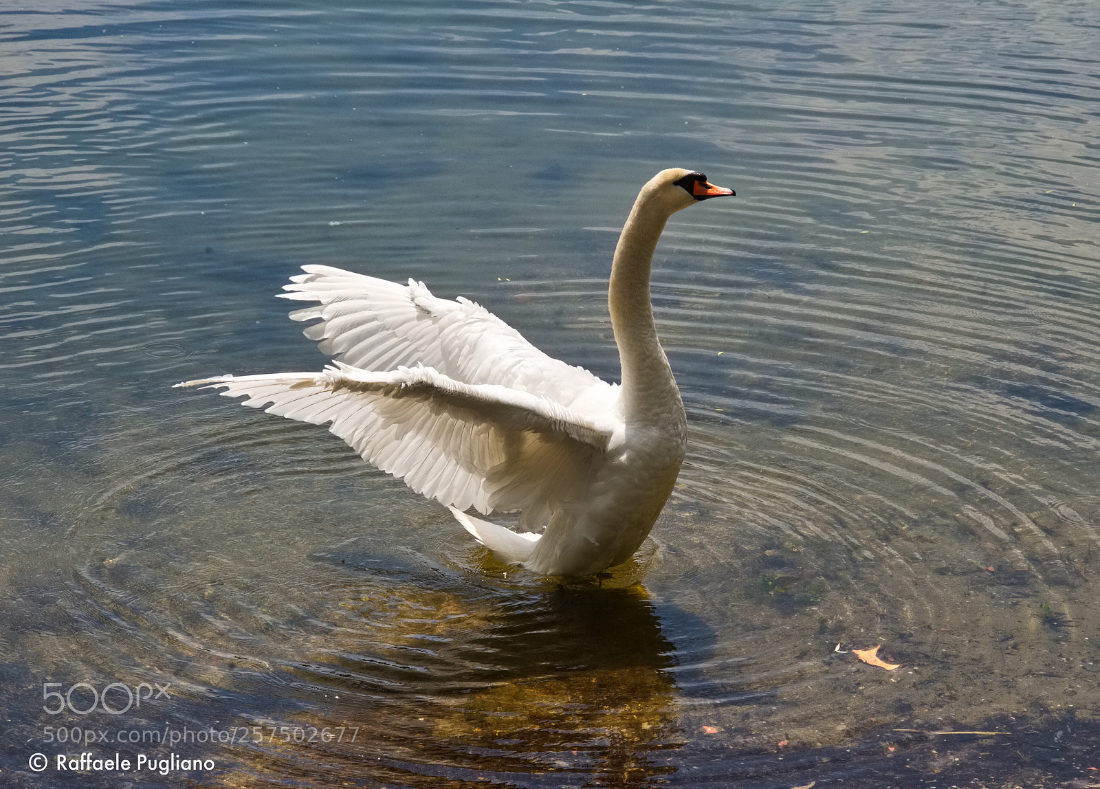 Nikon D3 sample photo. Swan  photography