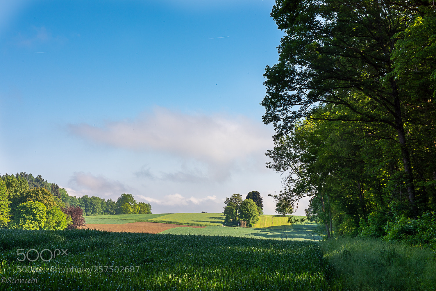 Nikon D810 sample photo. Morgen im wald photography