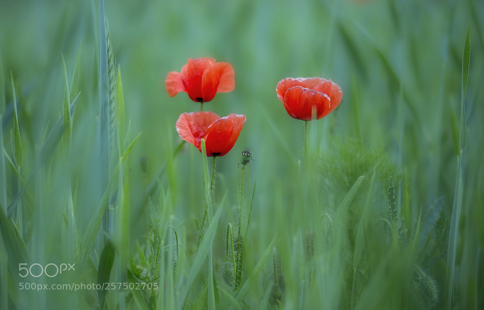 Canon EOS 6D sample photo. Trio photography
