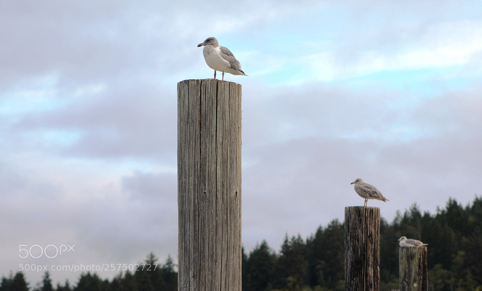 Canon EOS 1200D (EOS Rebel T5 / EOS Kiss X70 / EOS Hi) sample photo. Seagull in port photography