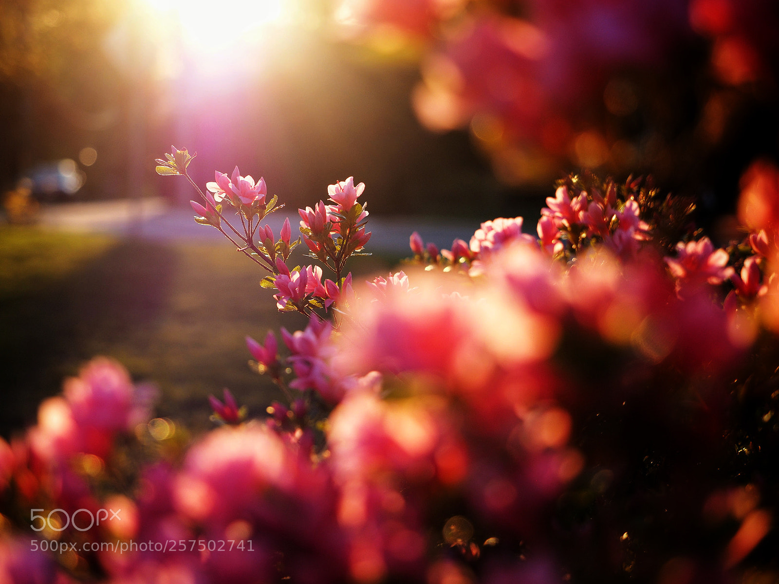 Olympus OM-D E-M1 sample photo. Azaleas photography