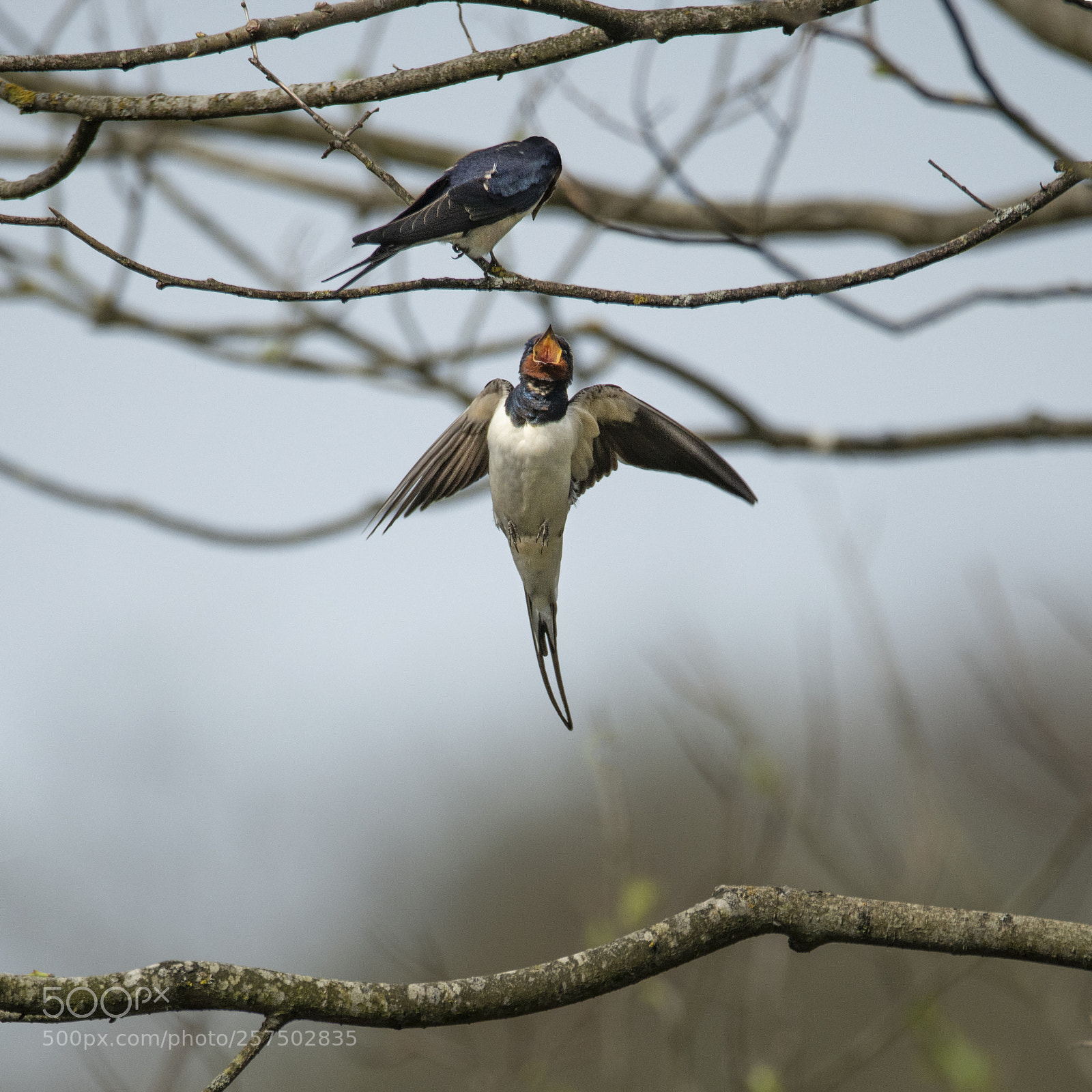 Nikon D850 sample photo. Hirundo rustica - barn photography