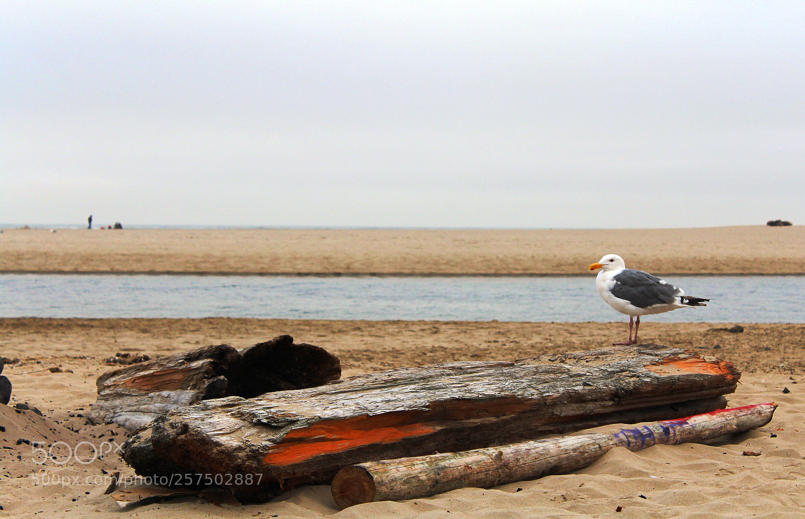 Canon EOS 1200D (EOS Rebel T5 / EOS Kiss X70 / EOS Hi) sample photo. Seagull photography