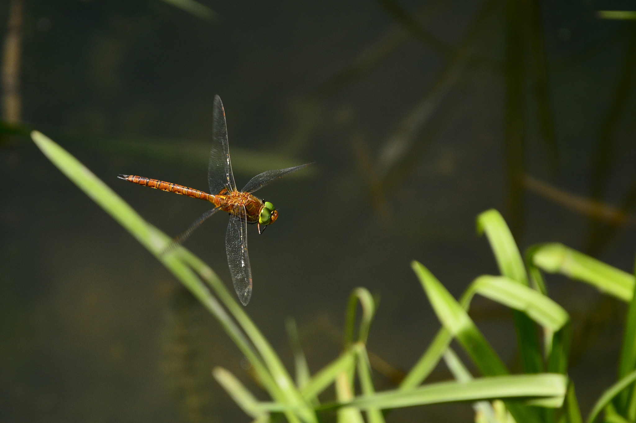 Nikon D7100 sample photo. Dragonfly photography