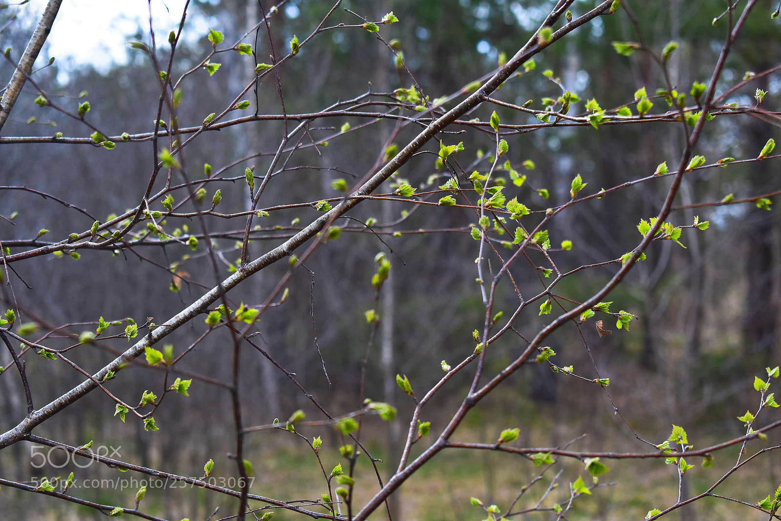 Nikon D3400 sample photo. Молодые листочки photography
