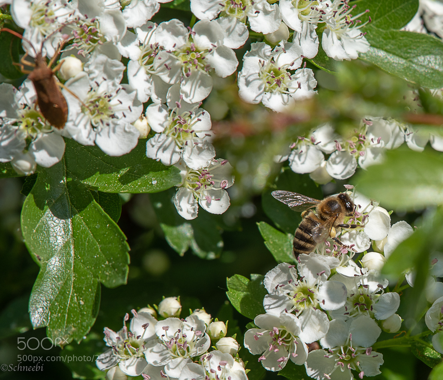Nikon D810 sample photo. Biene photography