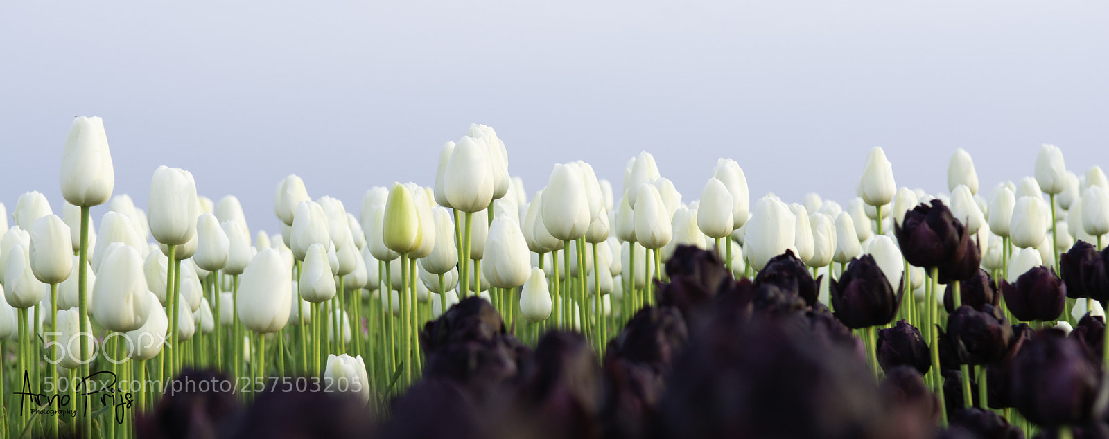 Nikon D7100 sample photo. Tulpen donker en licht...... photography