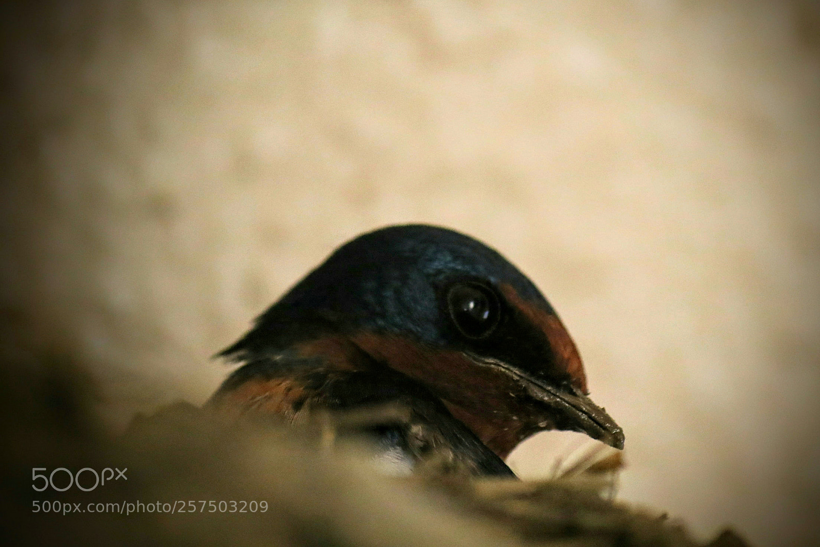 Canon EOS 7D Mark II sample photo. Swallow photography