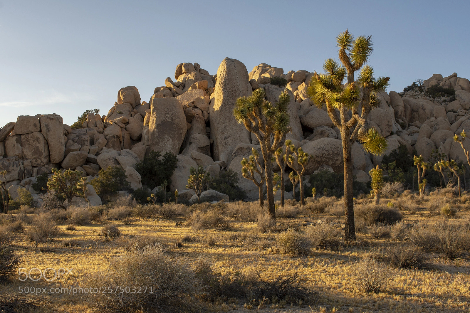 Nikon D7200 sample photo. Joshua tree national park photography