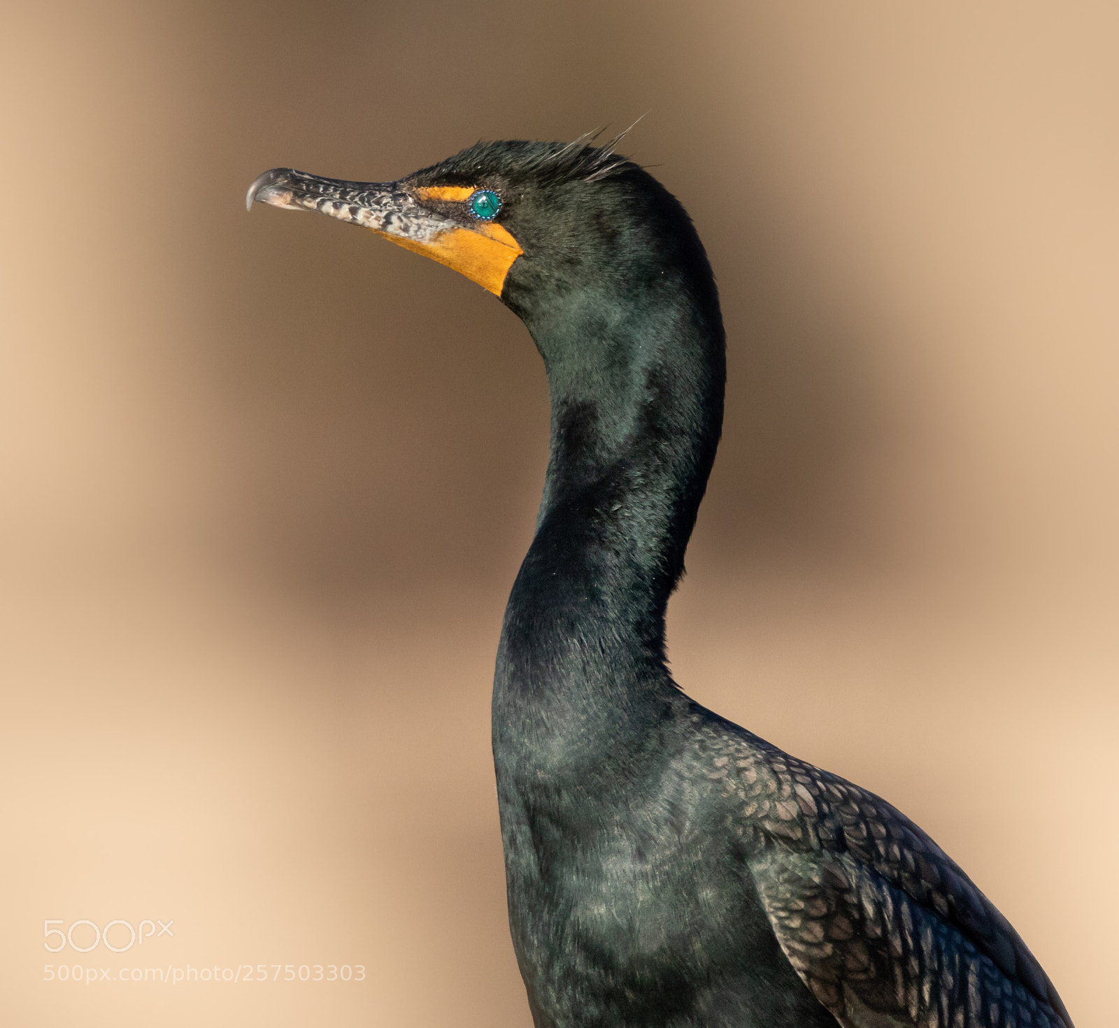 Canon EOS 7D Mark II sample photo. Phalacrocorax auritus photography