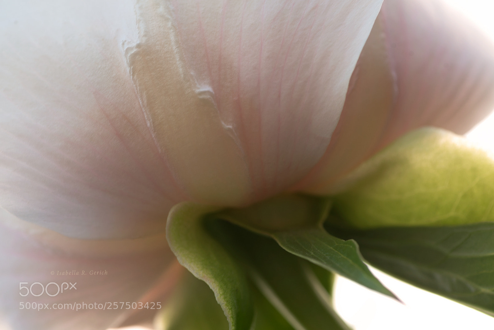 Nikon D750 sample photo. Pointed and round photography