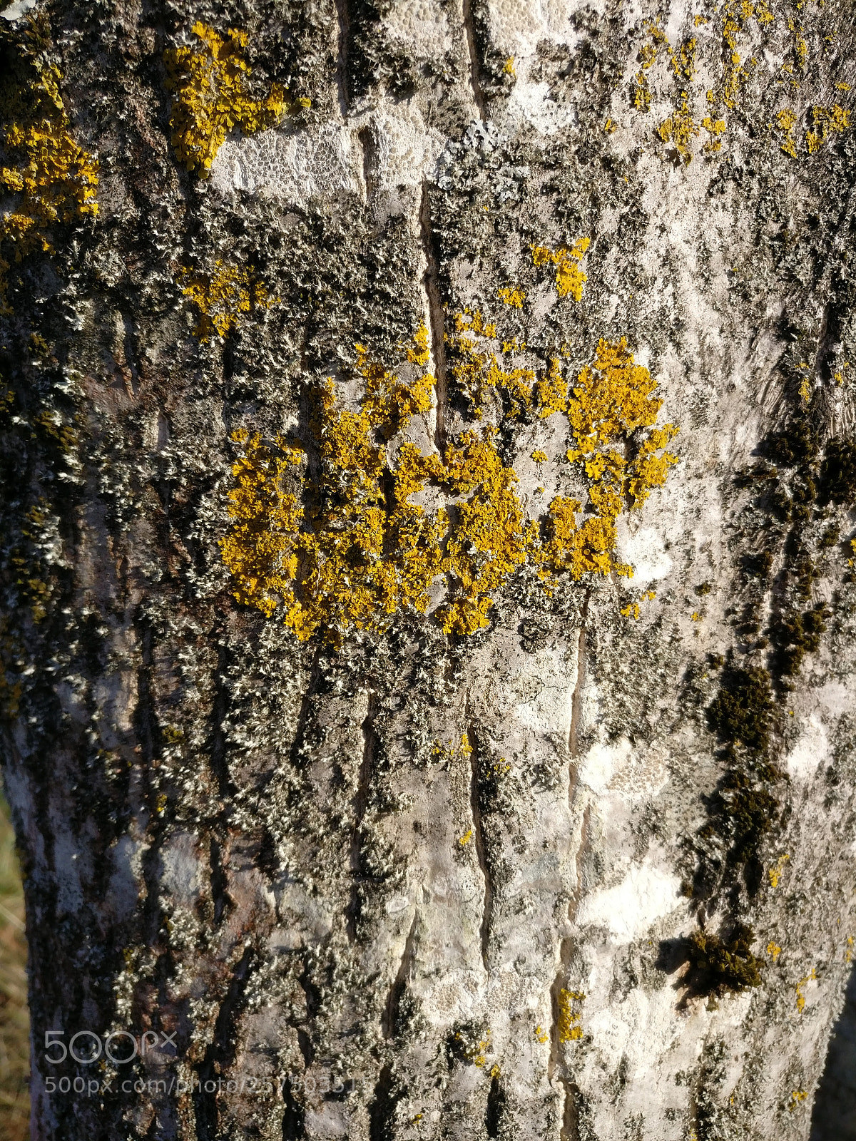 OnePlus A3003 sample photo. Img_20171119_152711.jpg photography