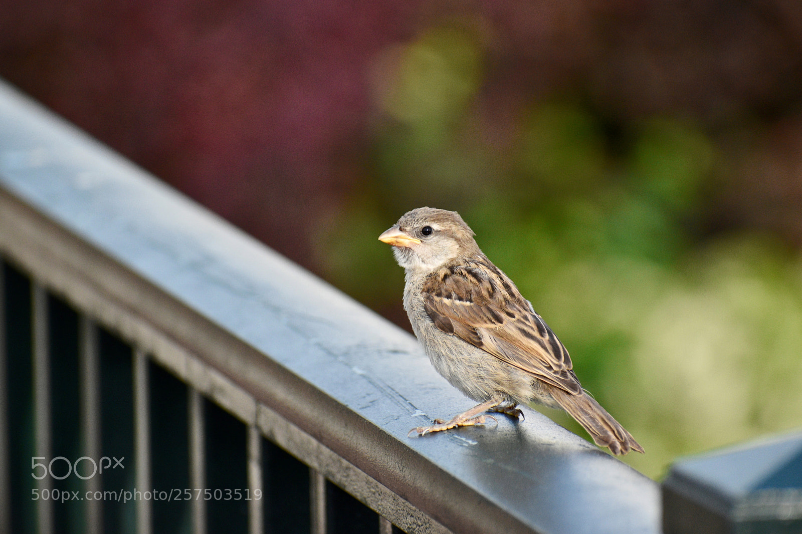 Nikon D5600 sample photo. Untitled photography