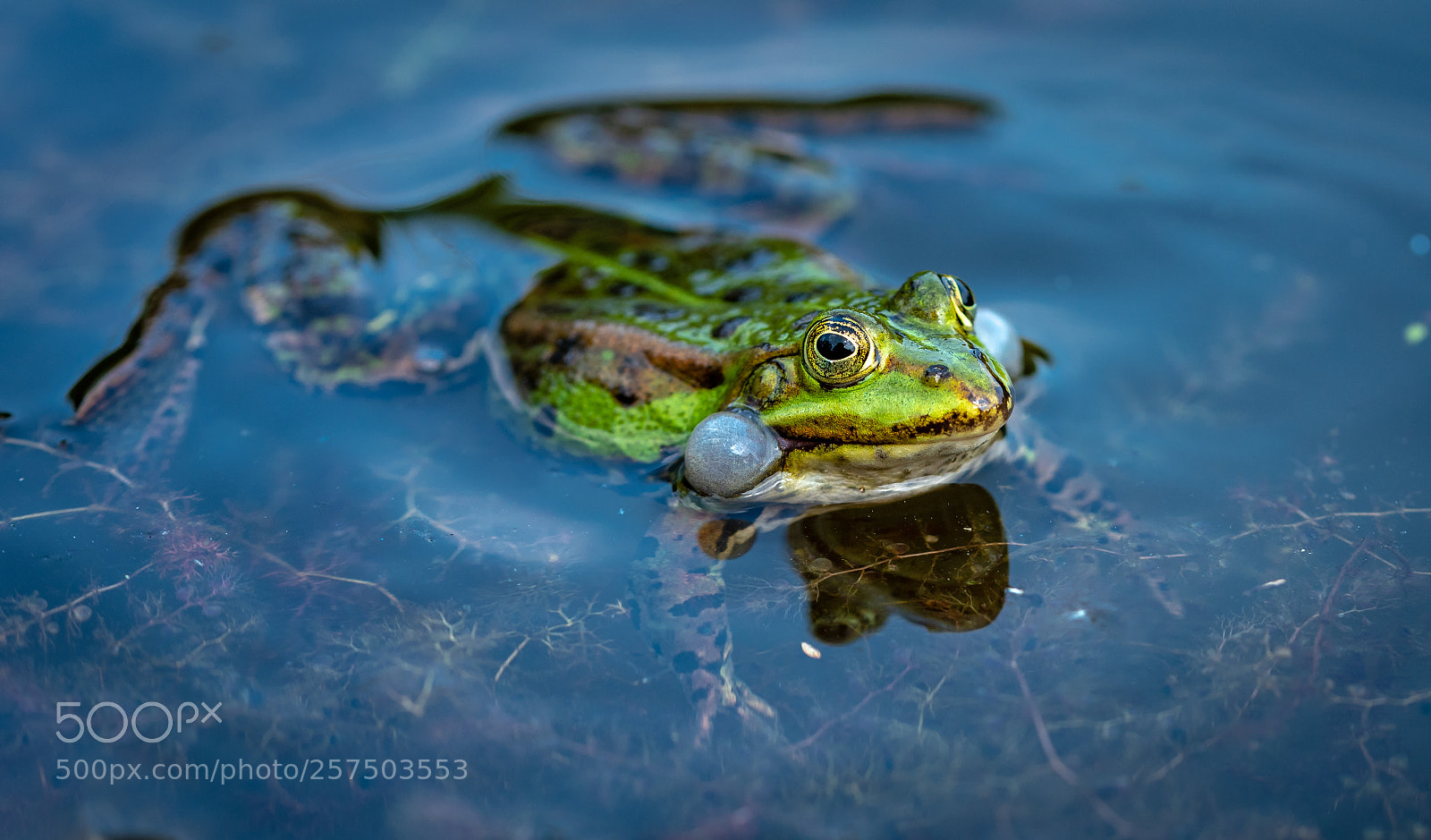 Nikon D750 sample photo. Frog 3 photography