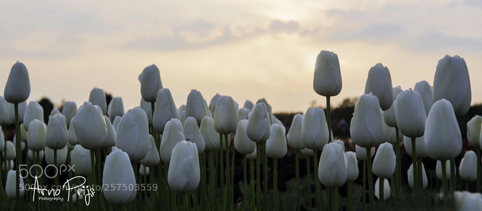 Nikon D7100 sample photo. Tulpen met ondergaande zon photography