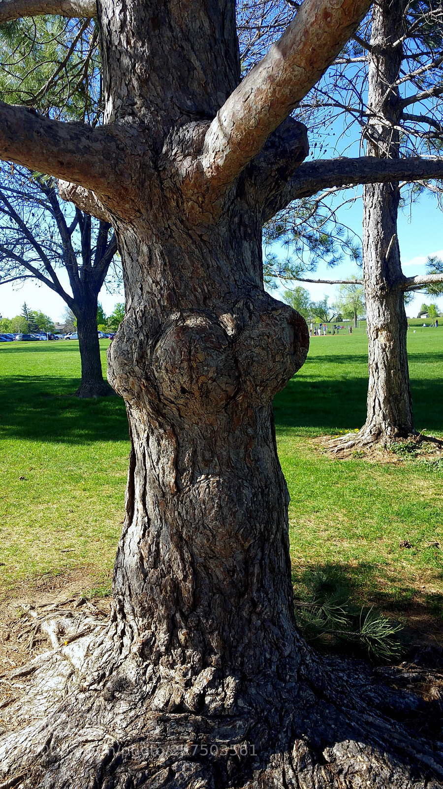 Samsung Galaxy Note4 sample photo. 3 boobs and a belly photography