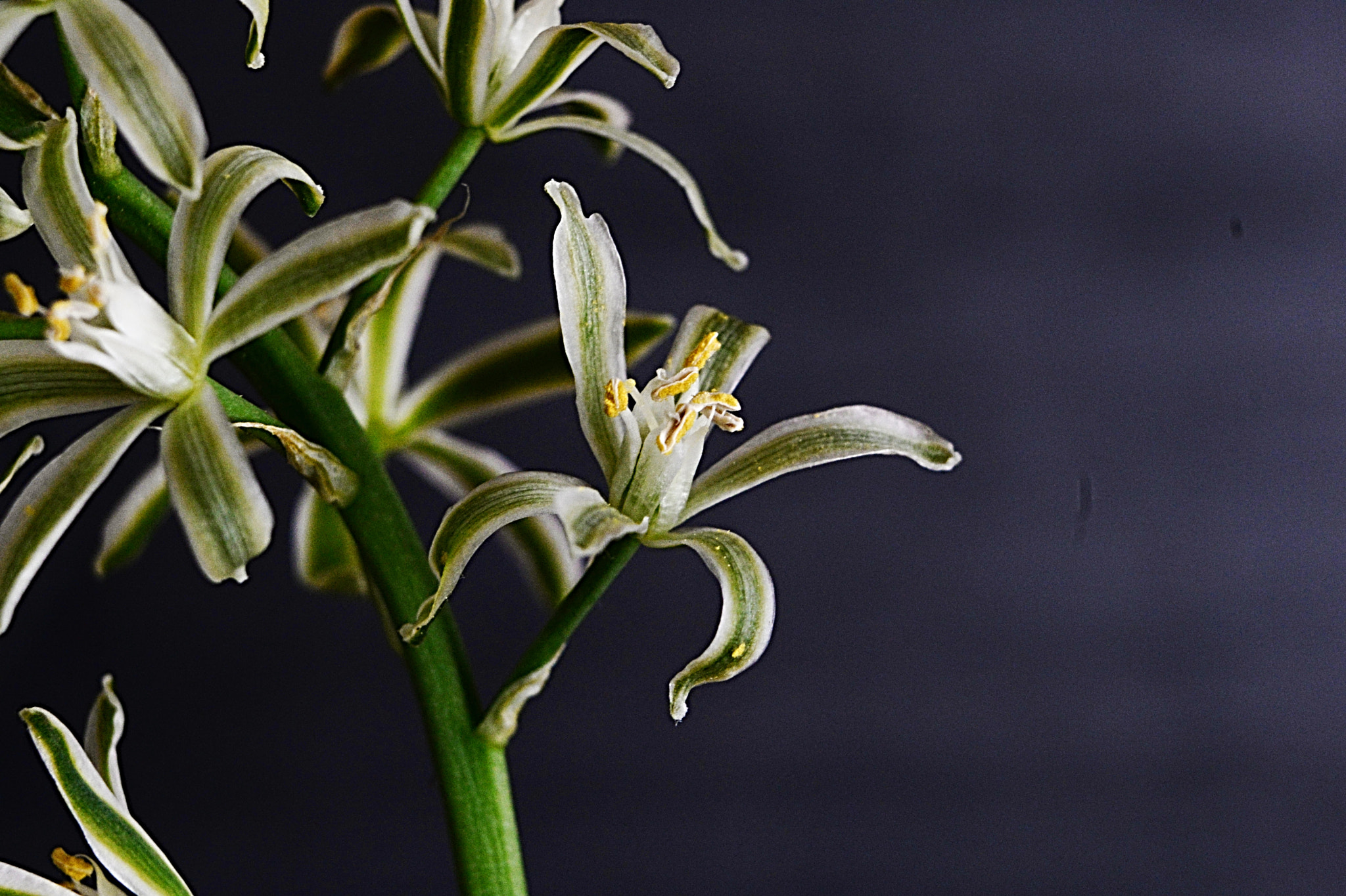 Nikon D610 sample photo. Delicadas photography